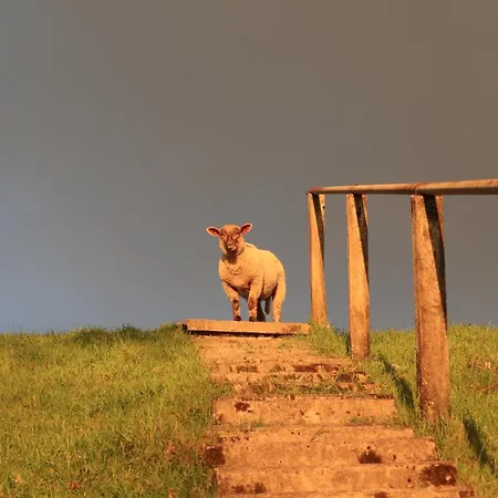 Apartmán Marschkieker - Kleiner Deichhof Hattstedtermarsch